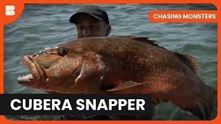 Hunting Cubera Snapper - Chasing Monsters - Fishing Show