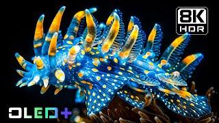 BEST OF OLED - Immerse In Ocean's Beauty in 8K HDR | Dolby Vision™