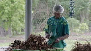 Comprehensive Kava Production Factory Project by Dracon International