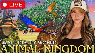  LIVE | A Beautiful Afternoon at Disney's Animal Kingdom | What's NEW? Merch, Snacks and More!