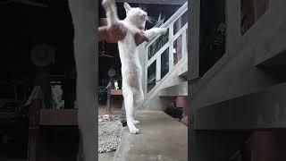 #cat .
