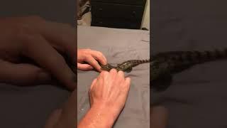 Baby Croc rescue  I