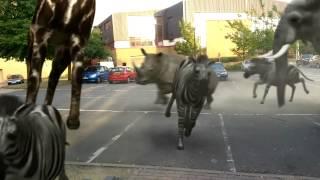 Massive car park stampede!