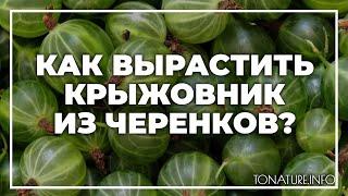 Как вырастить крыжовник из черенков? | toNature.Info