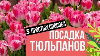 3 ЛУЧШИХ СПОСОБА ПОСАДКИ ТЮЛЬПАНОВ И ЛУКОВИЧНЫХ!