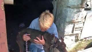 Finding Arlington - Stray Rescue of St.Louis