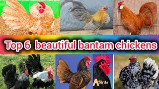 Top 6 most beautiful bantam chickens | Serama bantam chicken | japanese bantam chicken | game fowl