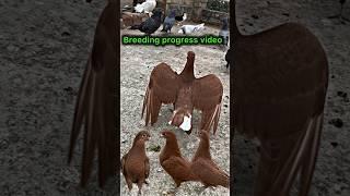 pigeon breeding progress | #pigeon #kabootar #kabootarbazi #shorts