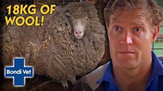 Sheep Hasn't Been Sheared For 5 Years (18KG WORTH OF WOOL!) | Bondi Vet