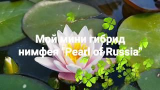 Нимфея Pearl of Russia, мой собственный гибрид!