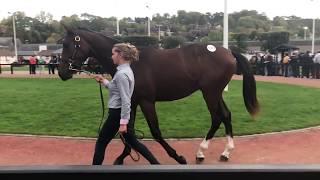 Arqana October Yearling Sale - Day 1 Review