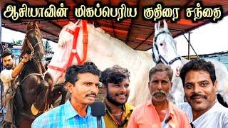 World's Biggest Horse Market in india  | Anthiyur Gurunatha Swamy temple Festival |  Tamilnadu