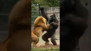 On My Goodness 2匹の犬とﾜﾆが激突 #animals #shorts #wildlife