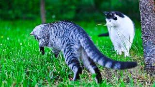 Curious Kitten Meets Smelly Intruder… Wise Cat Nopes Out! 