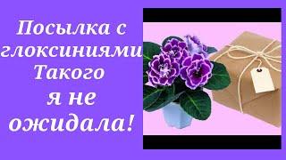 Посылка с черенками глоксиний от Светланы с канала "В гостях у Фатины". Такого я не ожидала!!!