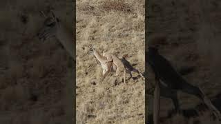 The Puma Guanaco Hunt!