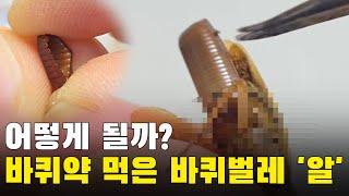 바퀴약 먹은 바퀴벌레의 '알'은 어떻게 될까??