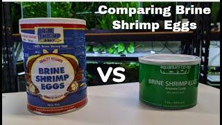 Aquarium Co Op Brine Shrimp Eggs vs Brine Shrimp Direct! Which Is Best For You?