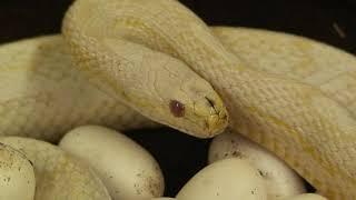 More corn snake egg laying from back in 2008