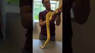 Burmese Python Unboxing #animal #reptiles #lizard #snakes #amphibian #burmesepython #unboxing