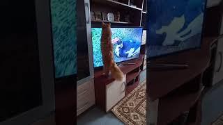 А ваша кошка смотрит телевизор? Does your cat watch TV ?