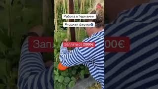 Работа в Германии, подробнее в телеграм , ссылка в описании канала #виза #работавевропе