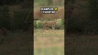 Top Ten Animals with the Best Parenting Skills: Conclusion