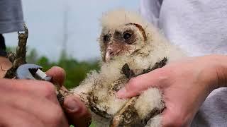 Coastal Barn Owl Project