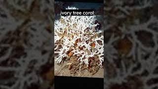 ivory tree coral