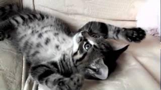 Kitten Playing
