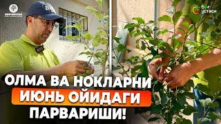 ОЛМА ВА НОКЛАРНИ ИЮНЬ ОЙИДАГИ ПАРВАРИШИ! | ШУҲРАТ АБРОРОВ #shuhratabrorov #olma #nok #олма #нок