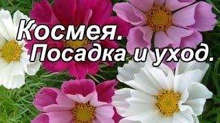 Космея.Посадка и уход.