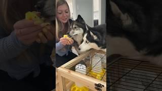 Huskies prepare for their baby chicks to arrive! #shorts