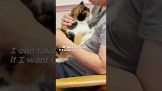 I accidentally adopted a homewrecker…  #cute #calico #cat #thirdwheel #shorts