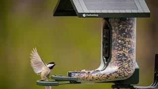 FeatherSnap Scout - Smart Bird Feeder