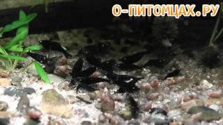 Черная тигровая креветка (Black Tiger Shrimp) - o-pitomcax.ru