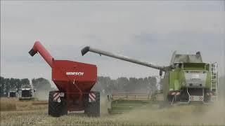 Raps dreschen 2020 4x Claas Lexion, Case, John Deere, Claas, Fliegl, Horsch, HW80, Pronar