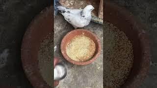 #kabootar #kabutar lover