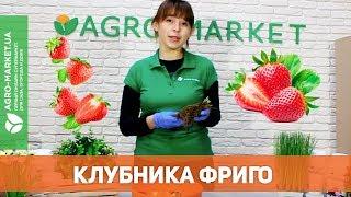 Саженцы клубники | Рассада Фриго | Agro-Market.ua