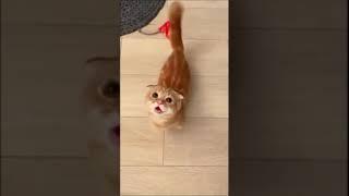 Gatos Graciosos - Videos de Risa de Gatos Chistosos # 27 #Shorts