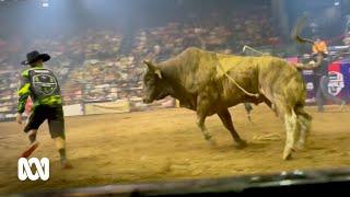 What makes a bucking bull buck? | ABC Australia