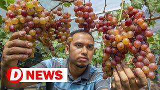 Sweet taste of success for M'sian grape grower