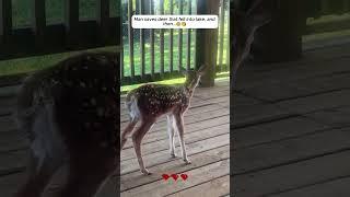baby cute deer . #deerbaby #aniamls #loveanimals