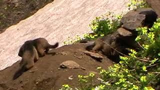 Pup of  Long tail Marmot (Marmota Caudata)