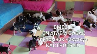 #влог питомник чихуахуа Кастропуло Крым сколько собак? продажа щенков+79787458062 viber WhatsApp