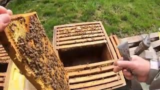 Конец апреля, запечатанные маточники ?