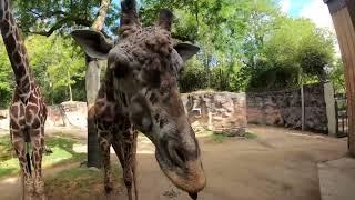 Tall Giraffes Crunch On Fresh Lettuce