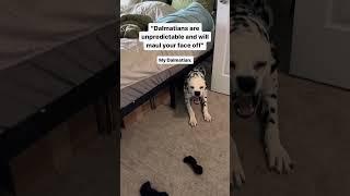  #dalmation #dog #funnydog