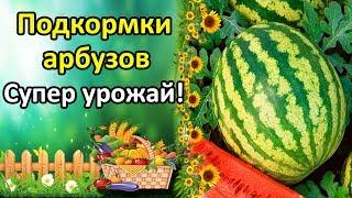 ЛУЧШИЕ ПОДКОРМКИ АРБУЗОВ ДЛЯ СУПЕР УРОЖАЯ! БОРНАЯ КИСЛОТА ДЛЯ УВЕЛИЧЕНИЯ ЗАВЯЗИ!