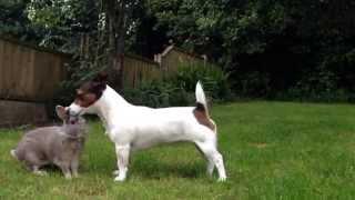 Lola the Jack Russell Terrier playing with our pet rabbit Thumper!